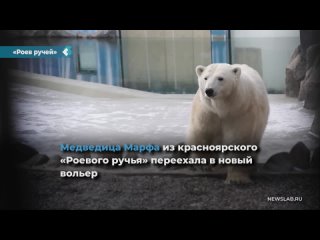 bear marfa from the krasnoyarsk swarm creek moved to a new enclosure