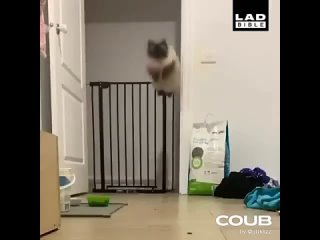 kitty does jump